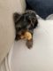 Yorkshire Terrier Puppies for sale in Clermont, FL, USA. price: $2,500