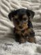 Yorkshire Terrier Puppies for sale in Detroit, MI, USA. price: $2,800