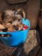 Yorkshire Terrier Puppies for sale in Dayton, TX 77535, USA. price: NA