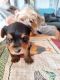 Yorkshire Terrier Puppies for sale in Rosamond, CA, USA. price: $800