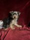 Yorkshire Terrier Puppies for sale in Picayune, MS 39466, USA. price: $550