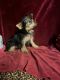 Yorkshire Terrier Puppies for sale in New Orleans, LA, USA. price: $1,500