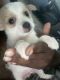 Yorkshire Terrier Puppies for sale in Jonesboro, GA, USA. price: $750