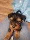 Yorkshire Terrier Puppies for sale in Vian, OK 74962, USA. price: $500
