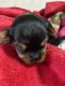 Yorkshire Terrier Puppies for sale in Mesquite, TX, USA. price: $1,500