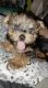 Yorkshire Terrier Puppies for sale in College Park, GA 30349, USA. price: $950