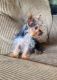 Yorkshire Terrier Puppies for sale in Woodland Park, CO 80863, USA. price: $1,600