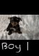 Yorkshire Terrier Puppies for sale in Leavittsburg, OH 44430, USA. price: $1,200