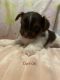 Yorkshire Terrier Puppies for sale in Liberty, NC 27298, USA. price: $2,300
