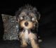 Yorkshire Terrier Puppies for sale in Shelby, NC, USA. price: $1,500