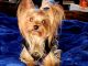 Yorkshire Terrier Puppies for sale in Shelby, NC, USA. price: $1,800