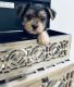 Yorkshire Terrier Puppies for sale in Providence, RI 02909, USA. price: $1,000