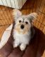 Yorkshire Terrier Puppies for sale in Willow Grove, PA, USA. price: $2,500