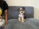 Yorkshire Terrier Puppies for sale in San Jose, CA, USA. price: $1,000