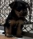 Yorkshire Terrier Puppies for sale in Brooksville, FL 34601, USA. price: $750