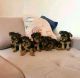 Yorkshire Terrier Puppies for sale in New York, NY, USA. price: $500