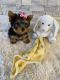 Yorkshire Terrier Puppies for sale in Schaumburg, IL, USA. price: $1,700