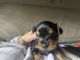 Yorkshire Terrier Puppies for sale in Mesquite, TX, USA. price: $1,499