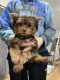 Yorkshire Terrier Puppies for sale in Dadeville, AL 36853, USA. price: $2,000