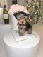 Yorkshire Terrier Puppies for sale in Detroit, MI, USA. price: $1,800