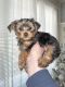 Yorkshire Terrier Puppies for sale in Detroit, MI, USA. price: $1,600