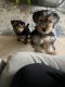 Yorkshire Terrier Puppies for sale in Boston, MA, USA. price: $1,700