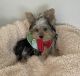 Yorkshire Terrier Puppies for sale in Downey, CA, USA. price: $1,700