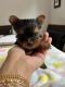 Yorkshire Terrier Puppies for sale in New York, NY, USA. price: $1,600