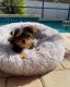 Yorkshire Terrier Puppies for sale in Ocala, FL, USA. price: $1,800