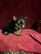Yorkshire Terrier Puppies for sale in Picayune, MS 39466, USA. price: $1,200