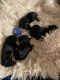 Yorkshire Terrier Puppies for sale in Johnstown, PA, USA. price: $150,000