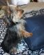 Yorkshire Terrier Puppies for sale in Southeast Kansas, KS, USA. price: $750