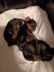 Yorkshire Terrier Puppies for sale in Columbia, PA, USA. price: $2,500