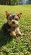 Yorkshire Terrier Puppies for sale in Floral Dr, Buena Ventura Lakes, FL 34743, USA. price: $150,000