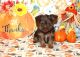 Yorkshire Terrier Puppies for sale in Plainwell, MI 49080, USA. price: $1,500
