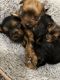 Yorkshire Terrier Puppies for sale in Dallas, GA 30157, USA. price: $1,800
