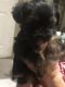 Yorkshire Terrier Puppies for sale in Zephyrhills, FL, USA. price: $1,100
