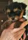 Yorkshire Terrier Puppies for sale in Cape Coral, FL, USA. price: $2,200
