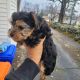 Yorkshire Terrier Puppies for sale in Meriden, CT, USA. price: NA