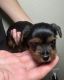 Yorkshire Terrier Puppies for sale in Kissimmee, FL, USA. price: $1,850
