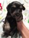 Yorkshire Terrier Puppies for sale in Weatherford, TX, USA. price: $600