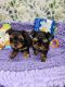 Yorkshire Terrier Puppies for sale in Marietta, OH 45750, USA. price: $150,000