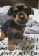 Yorkshire Terrier Puppies for sale in Huntsville, AL, USA. price: $800