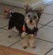 Yorkshire Terrier Puppies for sale in Cleveland, OH, USA. price: $50,000