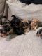 Yorkshire Terrier Puppies for sale in New York, NY, USA. price: $2,500