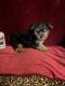 Yorkshire Terrier Puppies for sale in New Orleans, LA, USA. price: $1,100