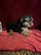 Yorkshire Terrier Puppies for sale in Picayune, MS 39466, USA. price: $1,000