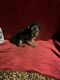Yorkshire Terrier Puppies for sale in Picayune, MS 39466, USA. price: $1,100