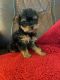 Yorkshire Terrier Puppies for sale in Boca Raton, FL, USA. price: $2,000