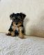 Yorkshire Terrier Puppies for sale in Louisville, KY, USA. price: $550